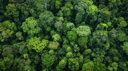 Naklejka premium Explore the relationship between forests and climate resilience. How do forests help communities adapt to climate change and extreme weather events