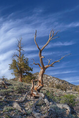 Landscape of bristlecone pines (Pinus longaeva), our planet's oldest living organisms, White Mountains, California, USA