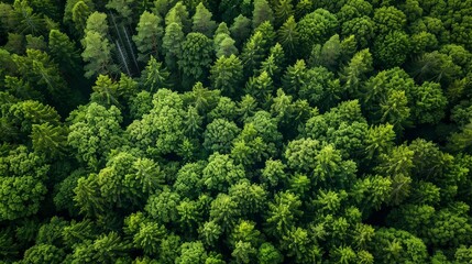 Explore the concept of forest ecosystems as carbon sinks. How do forests capture and store carbon, and what is their role in reducing atmospheric CO2 levels
