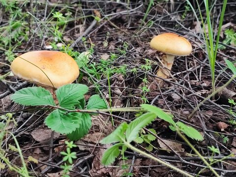 mushrooms in the grove in summer, nature