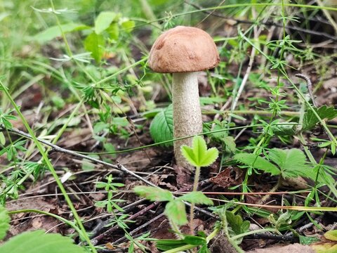 aspen mushroom closeup and grass, summer