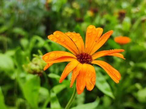 calendula closeup, orange flower in summer