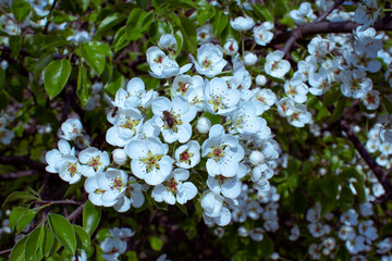 Beautiful blooming pear tree branches with white flowers growing in a garden. Spring nature background