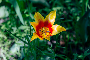 Closeup beautiful fresh tulip flower growing in the garden. Blossom with bright yellow and red petals. Spring blooming nature