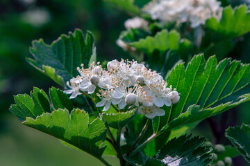 Closeup beautiful blooming rowan tree branches – white flowers, buds and green leaves. Spring nature