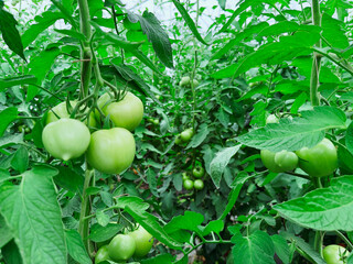 green tomatoes on a vine