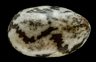 single chia seed in high magnification detail