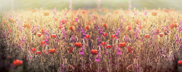 Meadow flowers, flowering poppy flower and purple flower, beatiful landscape in field