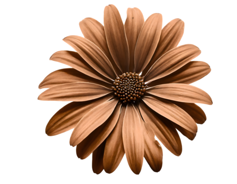 Brown Abstract Flower Shape on a white isolated background. Generative AI.