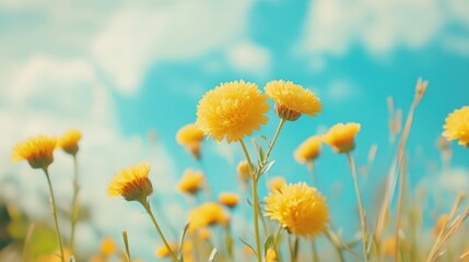 Obraz premium Vibrant Yellow Flowers Against a Blue Sky