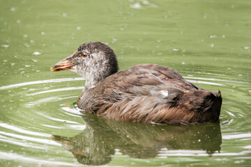 Blässhuhnküken schwimmt im See