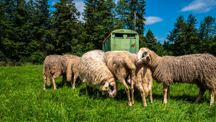 Hausschaf (ovis gmelini aries), Schafherde auf einer Weide an der kleinen Sternwarte Königsdorf Rothmühle, Bayern, Deutschland