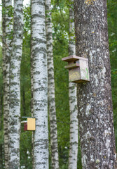 birch trees with nesting boxes .