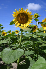 Fleur de tournesol en &eacute;t&eacute; en gros plan