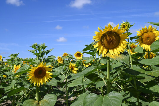 Champ de tournesols fleuris en &eacute;t&eacute;