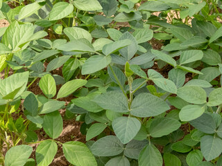 Glycine max, soybean, soy bean or soya bean plantation