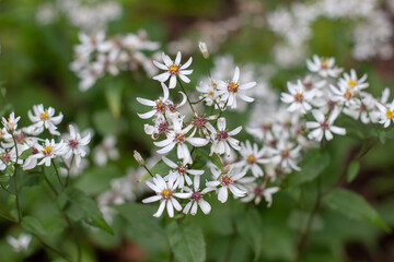 Eurybia divaricata, aster divaricatus or white wood aster small white flowers