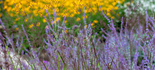 Panicum virgatum or switchgrass flowering ornamental grass on the multicolor flowering plants...