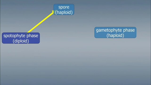 Fertilization process of mosses and ferns.