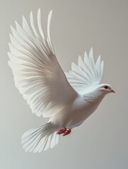 Fototapeta premium white dove isolated on background