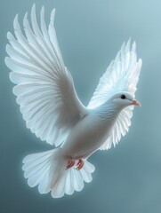 Obraz premium white dove isolated on background
