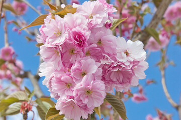 Spring blooming sakura tree. Pink Japanese cherry blossoms close-up on a tree branch