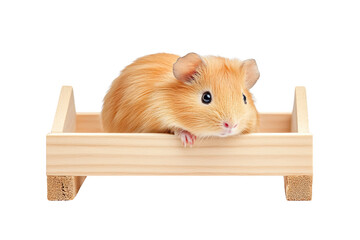 Fototapeta premium A cute golden hamster resting comfortably in a wooden enclosure, perfect for pet lovers and animal enthusiasts.