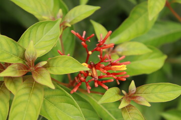 A closeup of red palicourea marcgravii flower buds with bright sunlight and green leaves