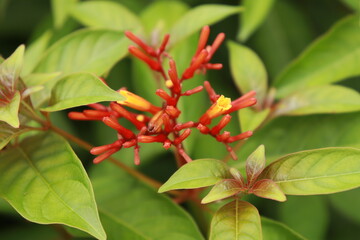 A closeup of red palicourea marcgravii flower buds with bright sunlight and green leaves