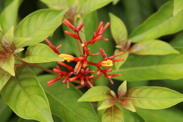 A closeup of red palicourea marcgravii flower buds with bright sunlight and green leaves