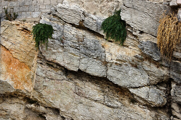 Close-up background of the rock surface with growing grass