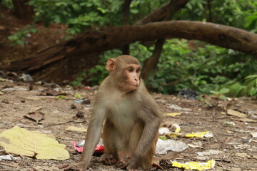 A Baby monkey sitting on the ground with a green jungle or forest in the background, ground with trash, In kushmi Jungle