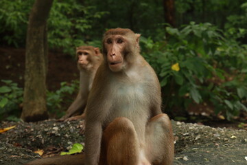 An Adult Monkey And a Baby monkey sitting on the ground with a green jungle or forest in the background, ground with trash, In kushmi Jungle