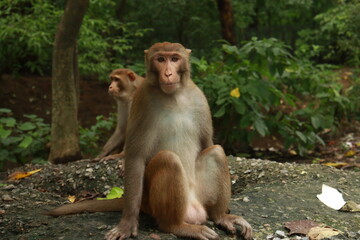 An Adult Monkey And a Baby monkey sitting on the ground with a green jungle or forest in the background, ground with trash, In kushmi Jungle