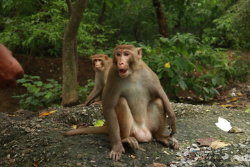 An Adult Monkey And a Baby monkey sitting on the ground with a green jungle or forest in the background, ground with trash, In kushmi Jungle