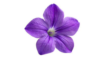 Browallia flower isolated on transparent background