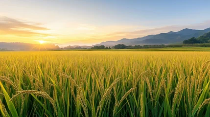 Fototapete Rund A vast golden rice field at sunrise, with dew on the stalks and a faint mist in the distance © songwut