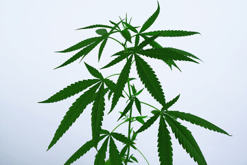 Cannabis marijuana plant medicine pharmaceutical weed medicine and herb product

