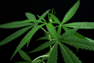 Cannabis marijuana plant medicine pharmaceutical weed medicine and herb product
