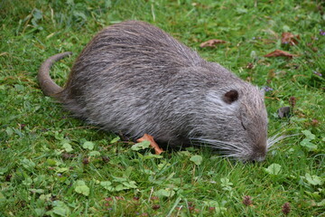 Nutria