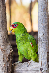 White-fronted amazon (Amazona albifrons) parrot in Las Penitas entrance to Juan Venado island nature reserve in Nicaragua Central America