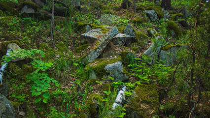 A rock overgrown with moss