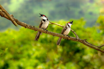 Red whiskered Bulbul couple on the branch of tree
