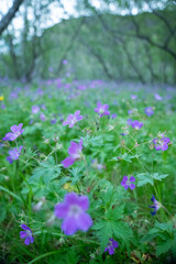 Field of wood crane's-bill flowers in Asbyrgi nature reserve in Iceland