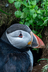 Close-up view of the Atlantic Puffin's head