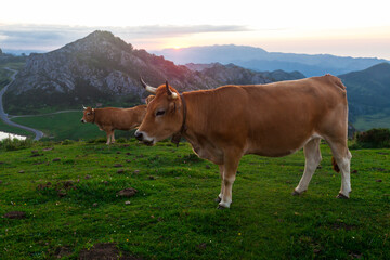 Cow of the Asturian mountain breed sits on a meadow in a national park at dawn