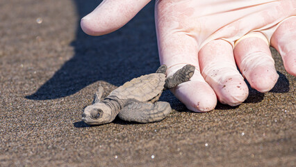 Releasing newborn baby hawksbill sea turtle (Eretmochelys imbricata) from turtle shelter at beach...