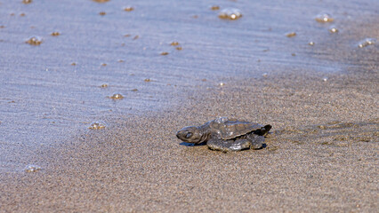 View of newborn baby hawksbill sea turtle (Eretmochelys imbricata) released from turtle shelter at beach in Juan Venado island nature reserve in Nicaragua Central America