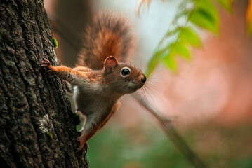Curious squirel holding on a tree
