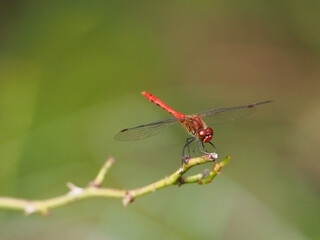 blood red darter dragonfly perching on a twig 